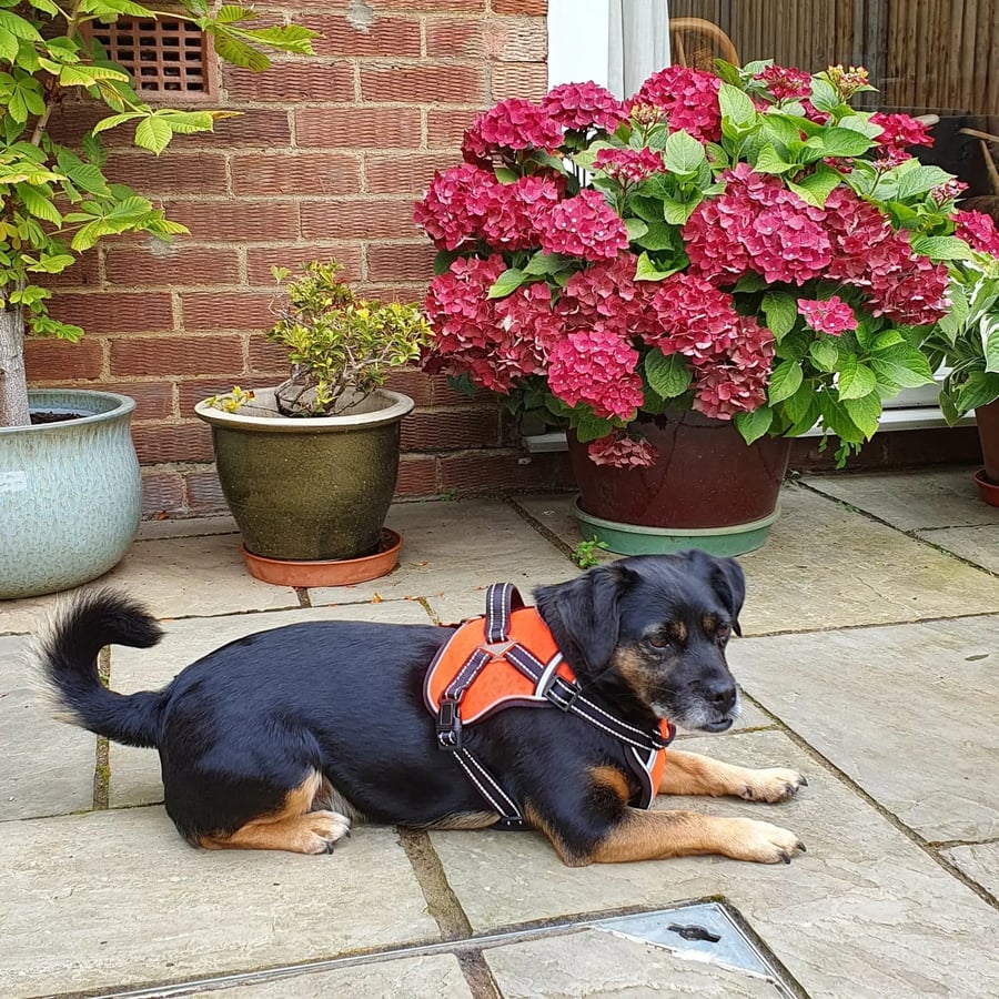 Three Barks for National Dog Day!